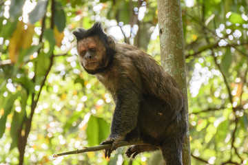 Black Capouchin monkey climbing on a tree in the rainforest of Rio de Janeiro