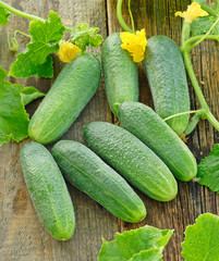 Green cucumbers on old timber