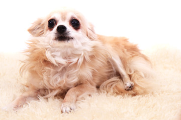 chihuahua is resting