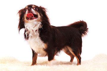 chihuahua is resting