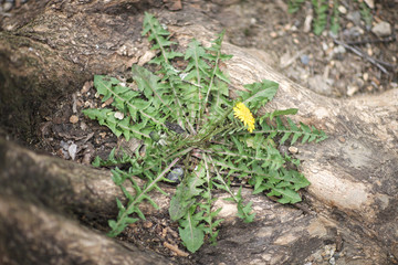 Dandelion flower sprouting between the roots of an old tree in the park.