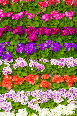 Bunch of flowers. beautiful flowers wall background