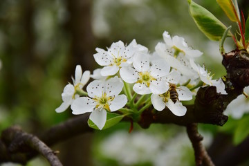 Blüte mit Biene, Frühling, Ostern