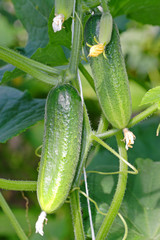 Hanging cucumbers in a greenhouse