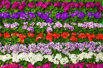 spring flowers.  flowers background