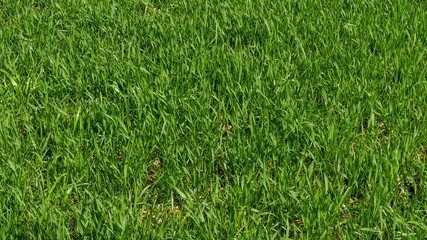 Background of a green grass. Green grass texture