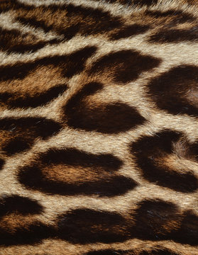 leopard background