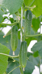 Growing cucumbers in a greenhouse