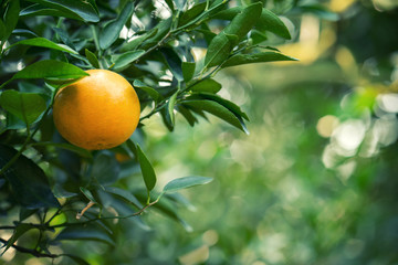 fresh orange on tree