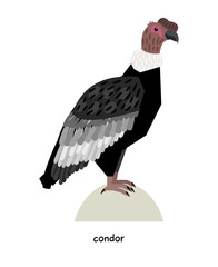 Condor - one of the largest birds in the world related to the vultures
