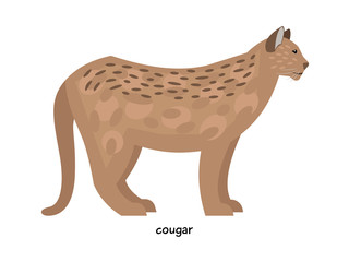 Cougar - ferocious predator, one of the largest cat species
