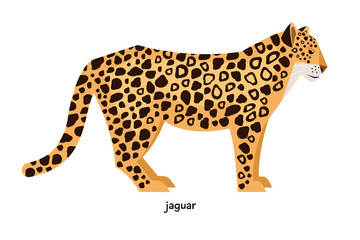 Jaguar - biggest and most powerful representative of the cat family