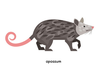 Opossum - one of the most bloodthirsty animals