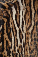 leopard background