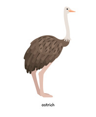 Ostrich - most large bird in the world