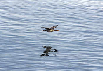 cormorant flying over the pacific ocean