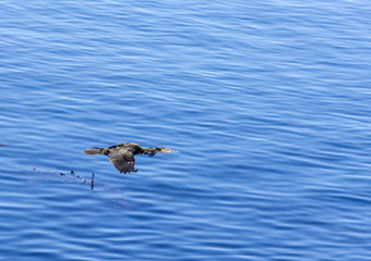 cormorant flying over the pacific ocean