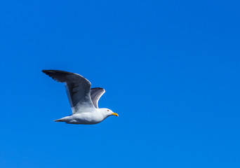 seagull flying in the blue sky
