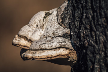 Fungus on tree
