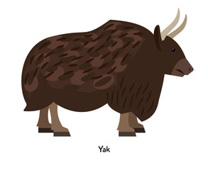 Yak - one of the biggest bulls