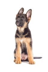 German Shepherd Puppy looking