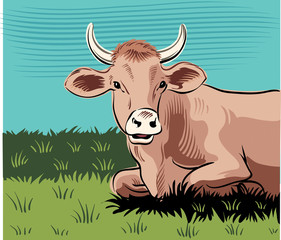 grazing cow, lying in a meadow while cud.