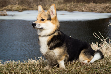 Dog in the grass by the river, lake. Spring season.