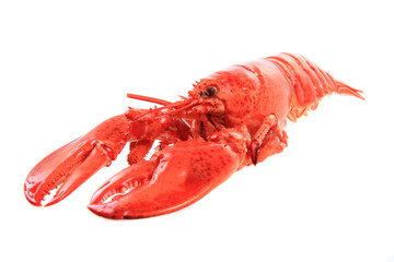 orange lobster isolated