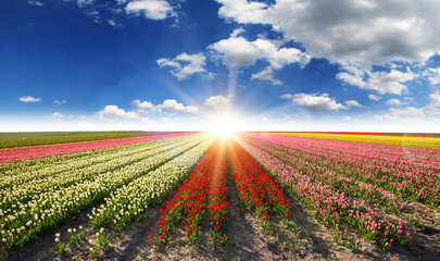 Vibrant tulips field with cloudy sky.