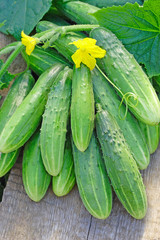 Harvest of green long cucumbers on old timber
