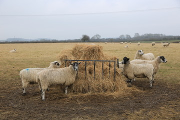 Sheep Feeding in a Field at Winter