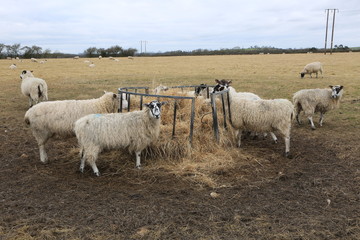 Sheep Feeding in a Field at Winter