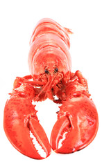orange lobster isolated
