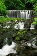 Waterfall in Green Forest