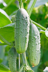 Growing cucumbers in a greenhouse