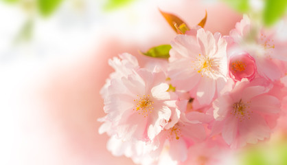 Panele Szklane Podświetlane  Wiosenne tło granicy z różowym kwiatem