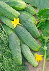 Harvest of green cucumbers with leaves
