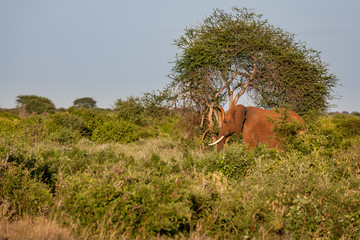 elephant