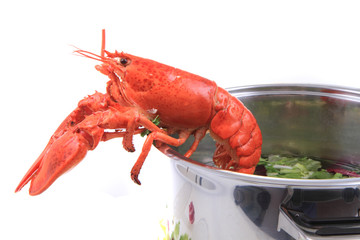 orange lobster isolated