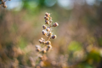 Seed trees dry dead on tree