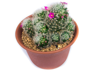 cactus isolated on white background