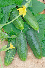 Green cucumbers with leaves