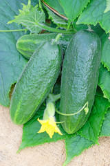 Green cucumbers with leaves