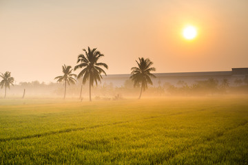 Lush rice paddies with morning sun light