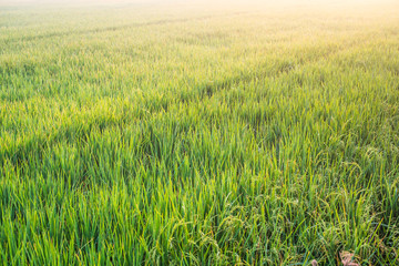 Lush rice paddies with morning sun light