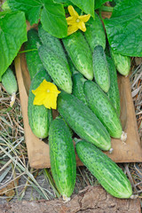 Harvest of green cucumbers with leaves