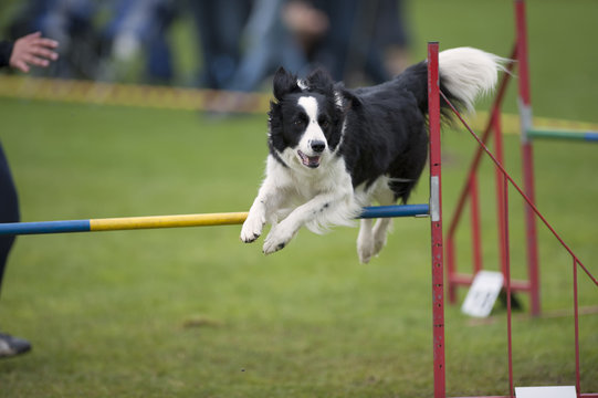 Border Collie Agility