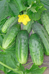 Harvest of green cucumbers with leaves