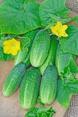 Harvest of green cucumbers with leaves