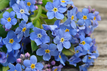 Bouquet of blue forget-me on a wooden background